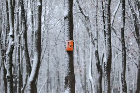 Feeding trough for birds on a tree