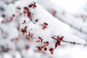 Snow-covered rowan branch in Lviv