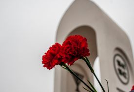 Carnations