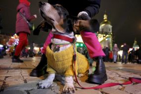 Такса в комбинезоне