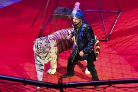 Дрессировщик с тигром на арене цирка