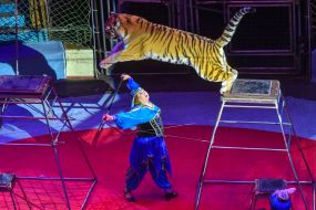 Дрессировщица с тигром на арене цирка