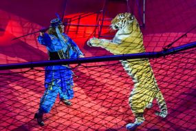 Дрессировщица с тигром на арене цирка