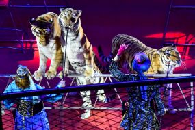 Дрессировщики с тиграми на арене цирка