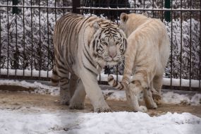 Bengal tigers