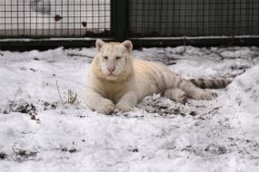 Bengal tiger