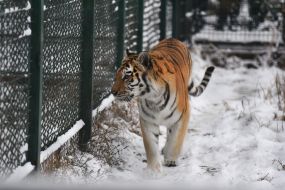 Amur tiger