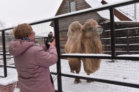 Woman takes pictures of a camel