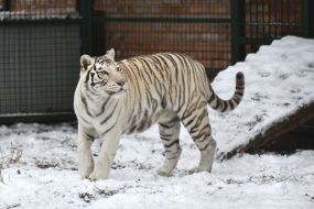 Bengal tiger