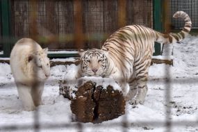 Bengal tigers