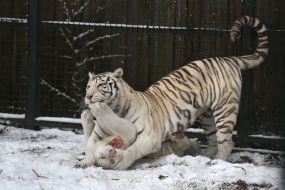 Bengal tigers