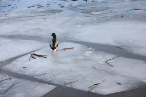 Duck on ice on Dnipro river