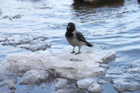 Ворона на льдине на Днепре