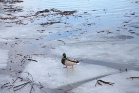 Утка на льдине на Днепре