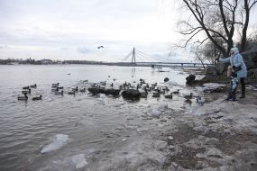 Женщина с ребенком кормит уток