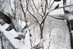 Doves in a snowy park