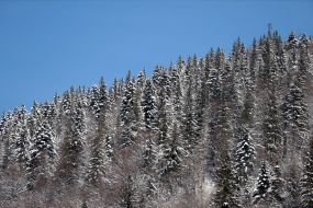 Зима в Карпатах