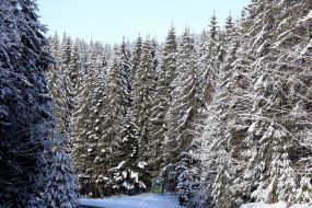 Зима в Карпатах