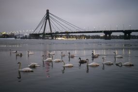 Лебеди на реке