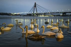 Лебеди на реке