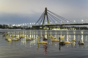 Лебеди на реке