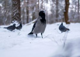 Crow
