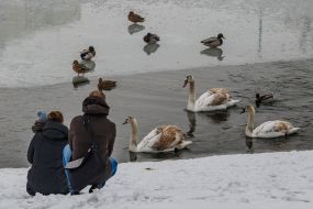 A young couple with a child looks at swans on the river Uzh