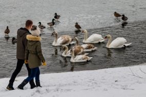 Молодая пара рассматривает лебедей на реке Уж