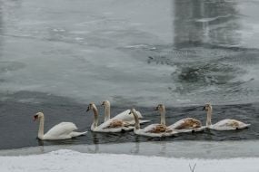 Лебеди на реке Уж