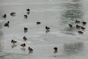 Утки на льдине на реке Уж