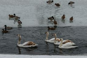 Лебеди и утки на реке Уж