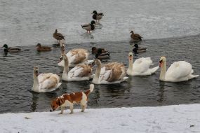 Лебеди и утки на реке Уж