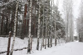 Snowy Forest