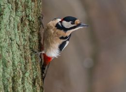Woodpecker