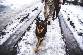 Українські військовослужбовці з собакою