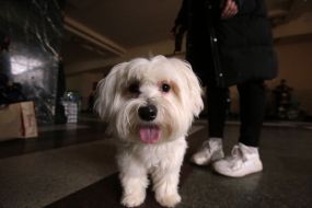 Doggy at the station