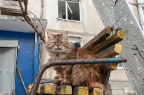 A cat near a house destroyed after the shelling by the Russian military occupiers in a residential area of Kharkiv