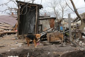 Собака на зруйнованому в результаті обстрілів російськими військами подвір'ї