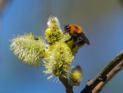 Bumblebee on a willow branch
