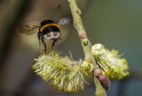 Bumblebee on a willow branch