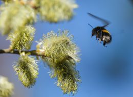 Bee near a willow branch