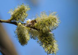 Bee on a willow branch