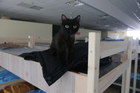 A black cat on a bed in a refugee center in Lviv