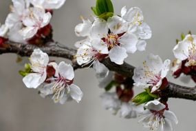 Flowering branch of a fruit tree