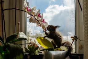 Injured little black squirrel among houseplants