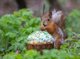 Squirrel in the park