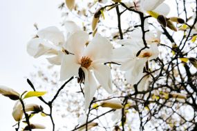 Цветущая магнолия