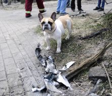 Dog near the wreckage of a cruise missile