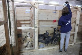 Волонтери з тваринами-переселенцями