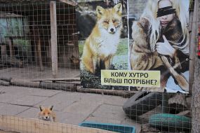 A fox in the shelter